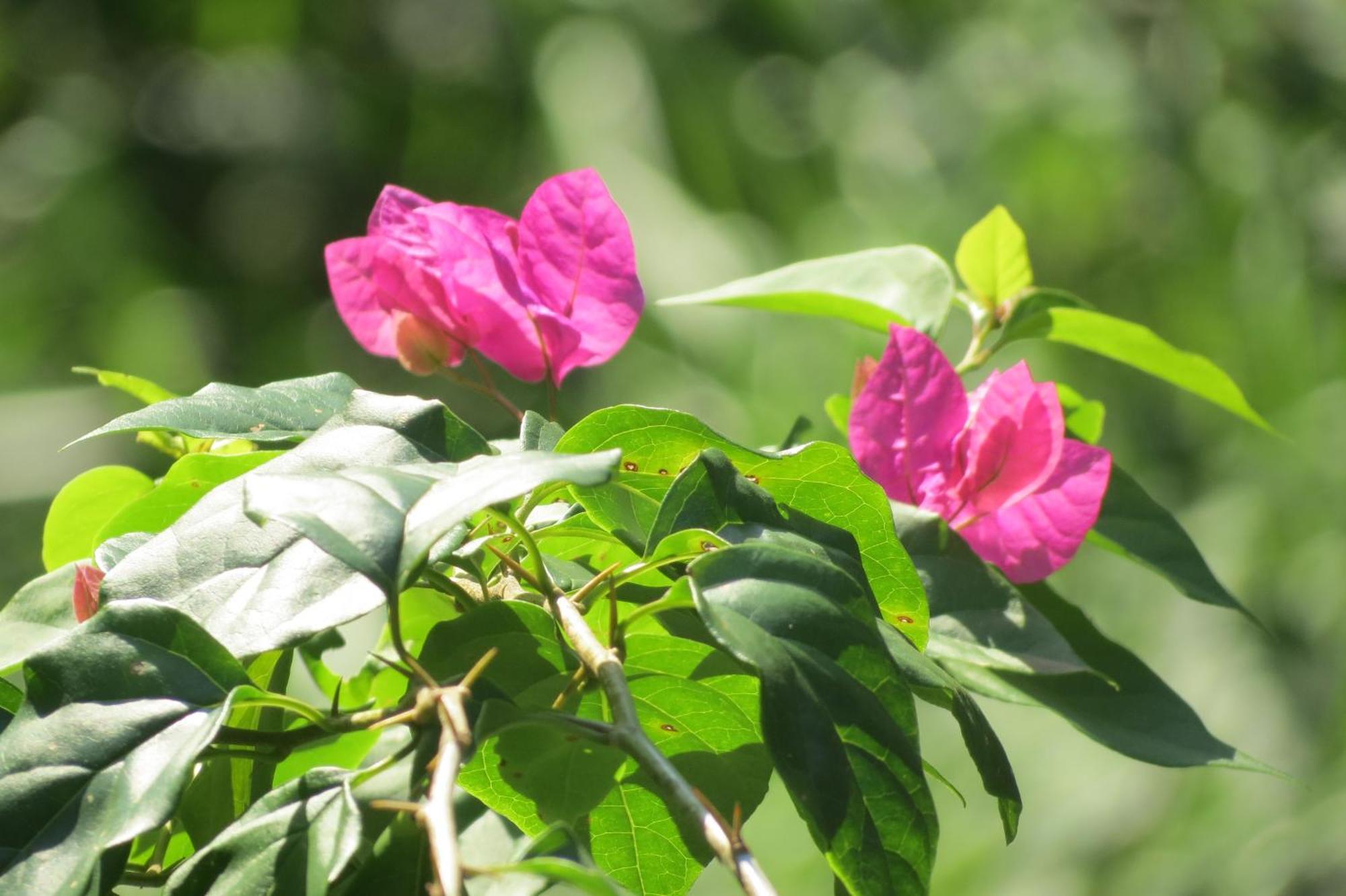 Vocare Finca Agroecologica Upala エクステリア 写真