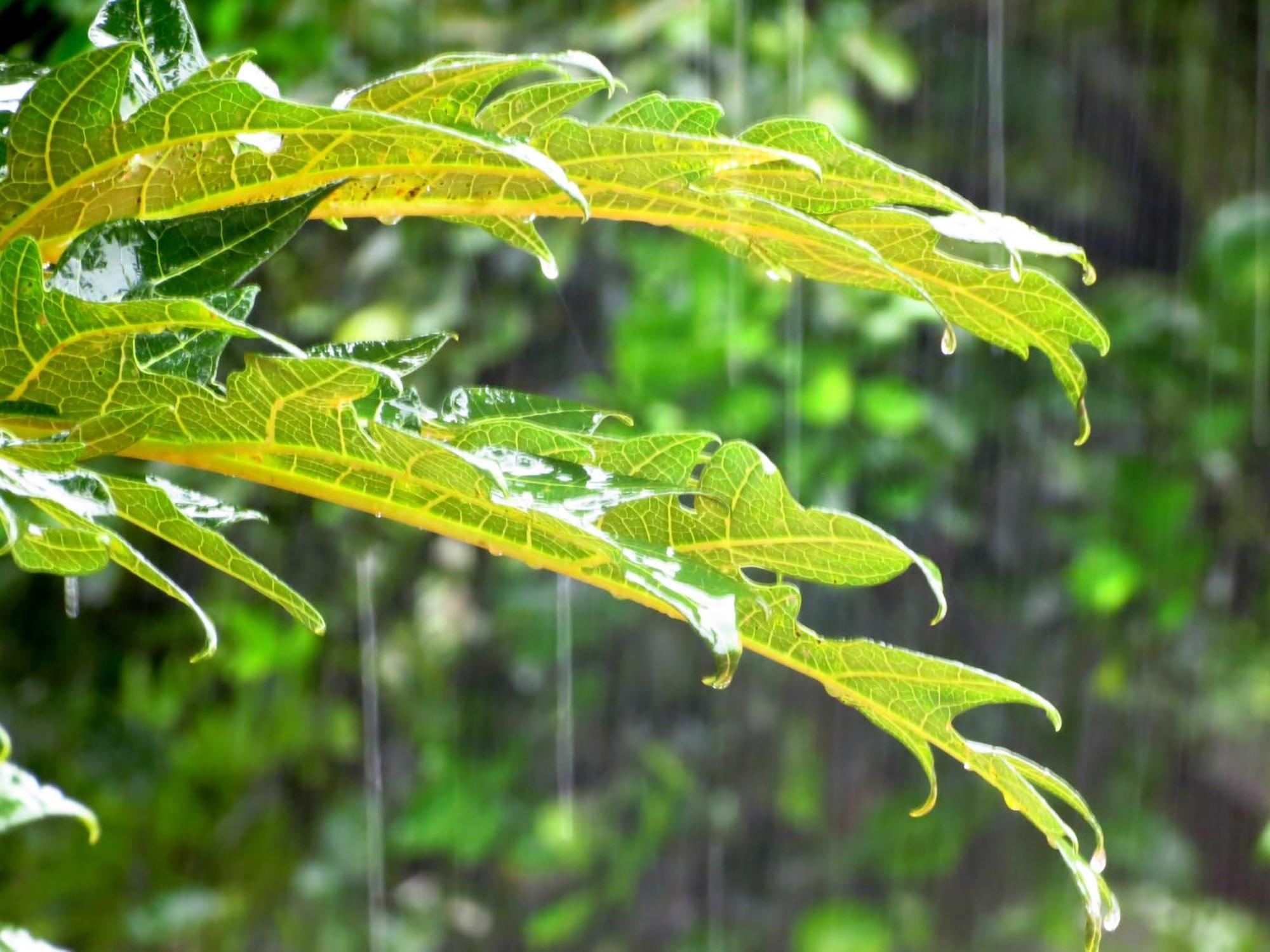 Vocare Finca Agroecologica Upala エクステリア 写真
