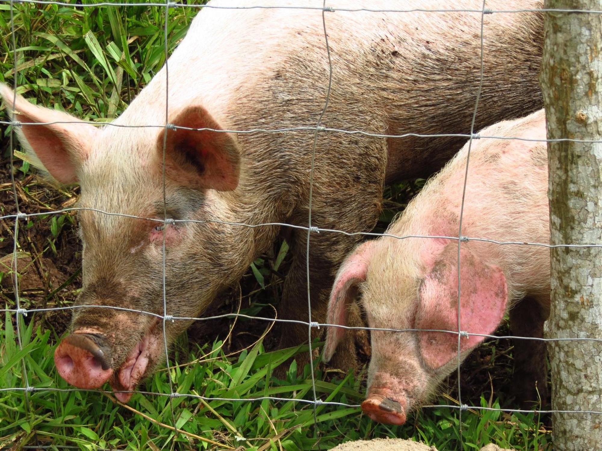 Vocare Finca Agroecologica Upala エクステリア 写真