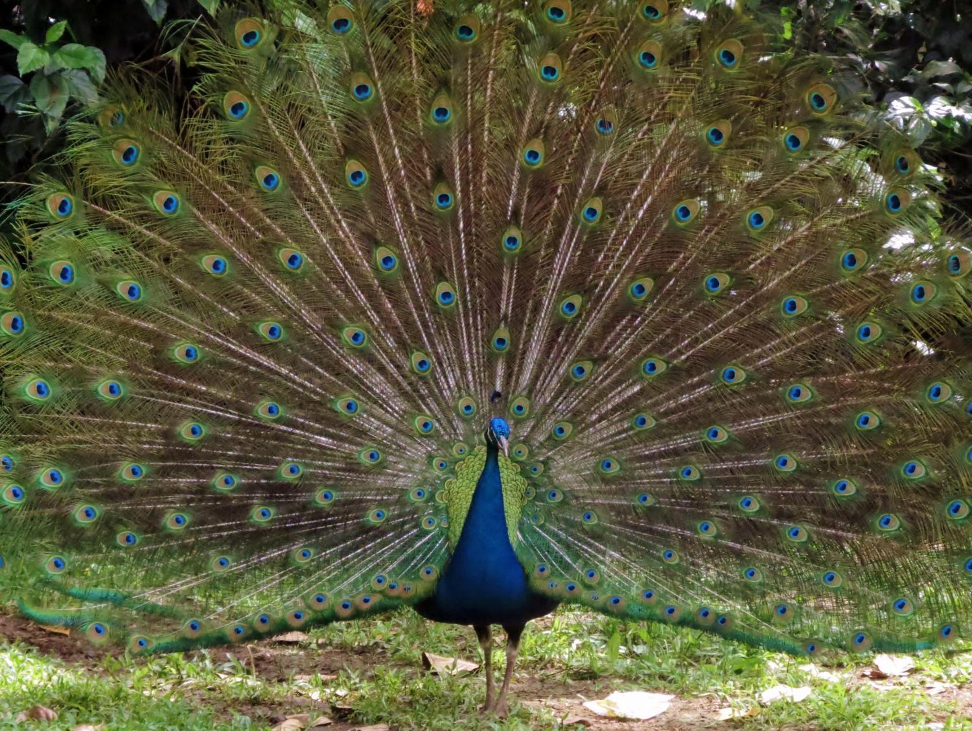Vocare Finca Agroecologica Upala エクステリア 写真