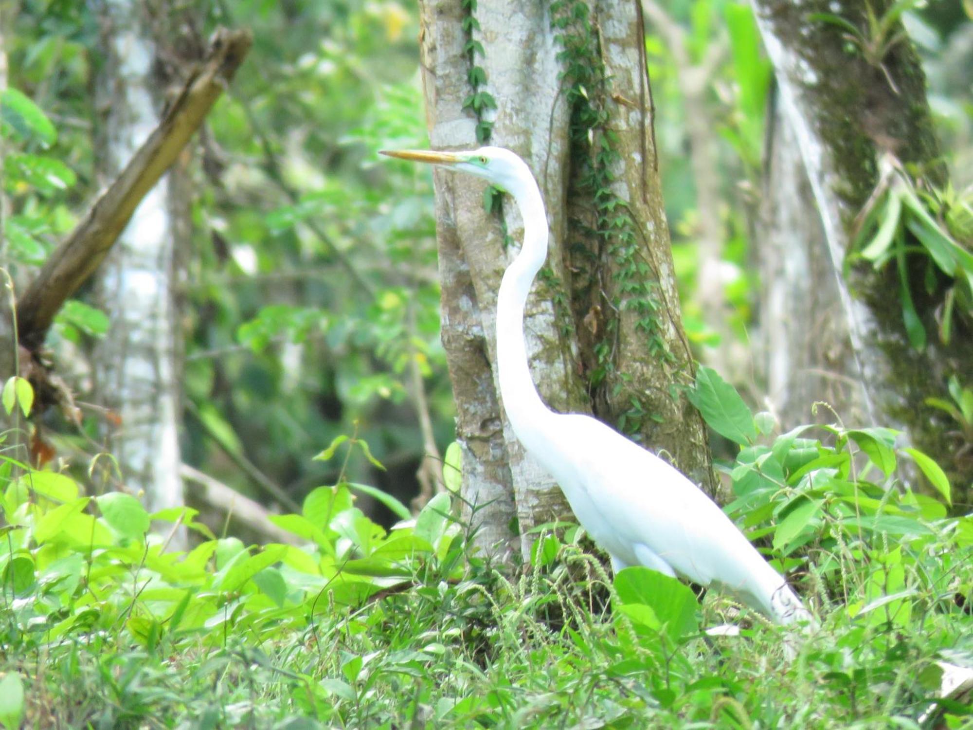 Vocare Finca Agroecologica Upala エクステリア 写真