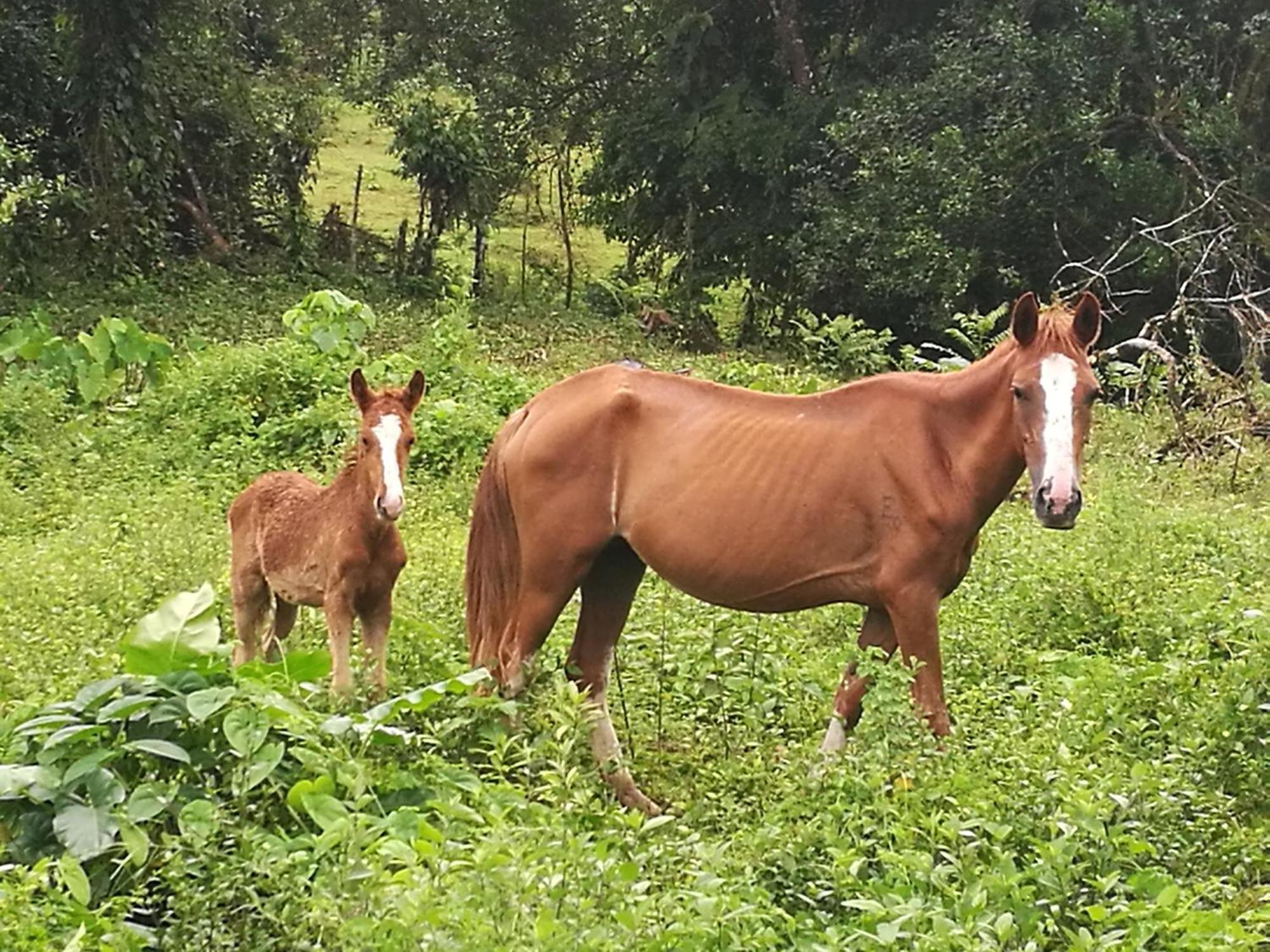 Vocare Finca Agroecologica Upala エクステリア 写真