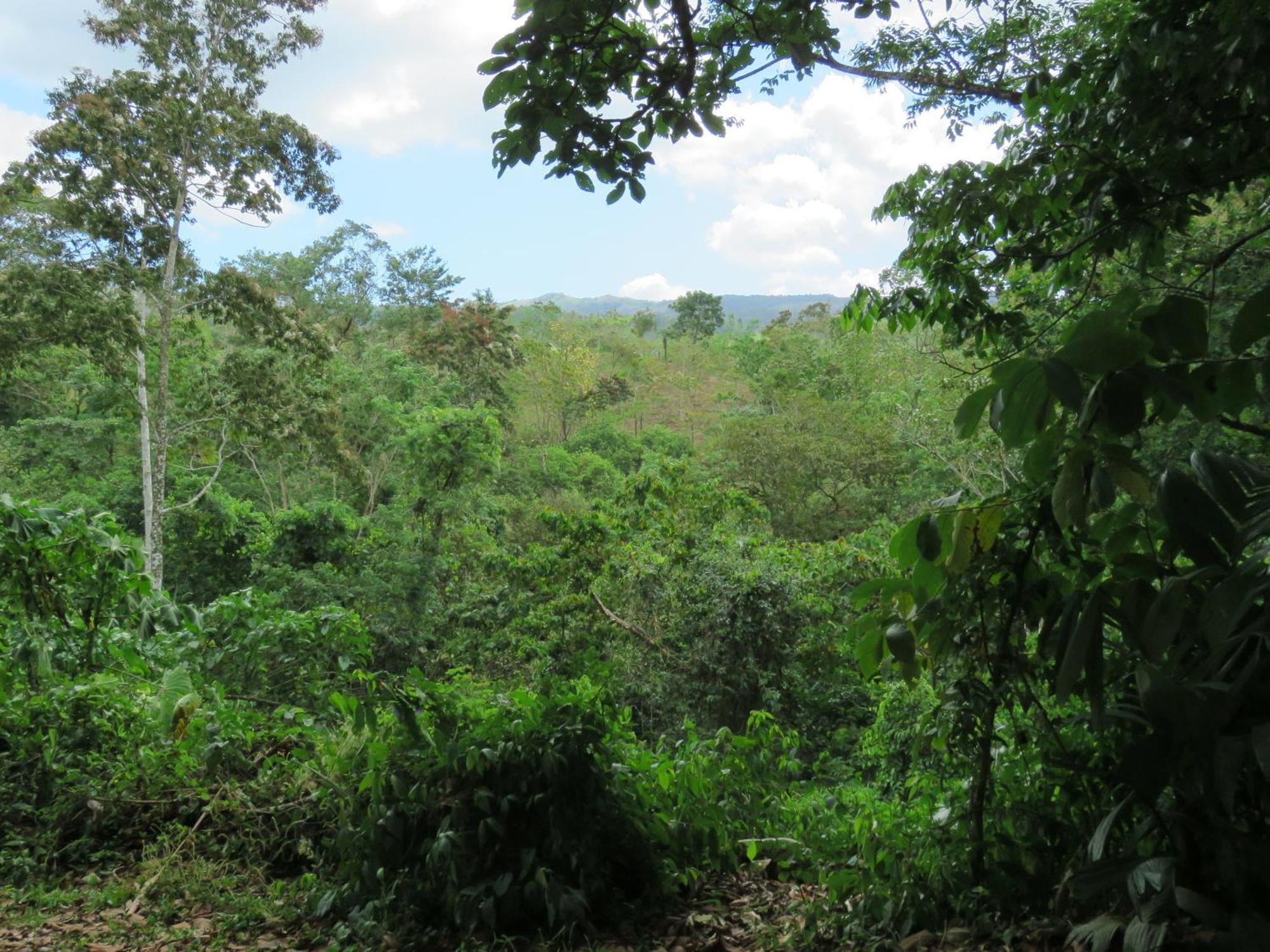 Vocare Finca Agroecologica Upala エクステリア 写真