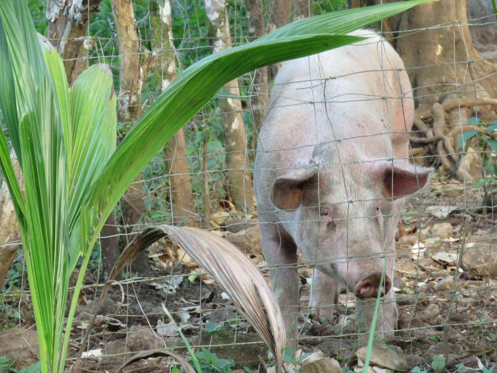 Vocare Finca Agroecologica Upala エクステリア 写真