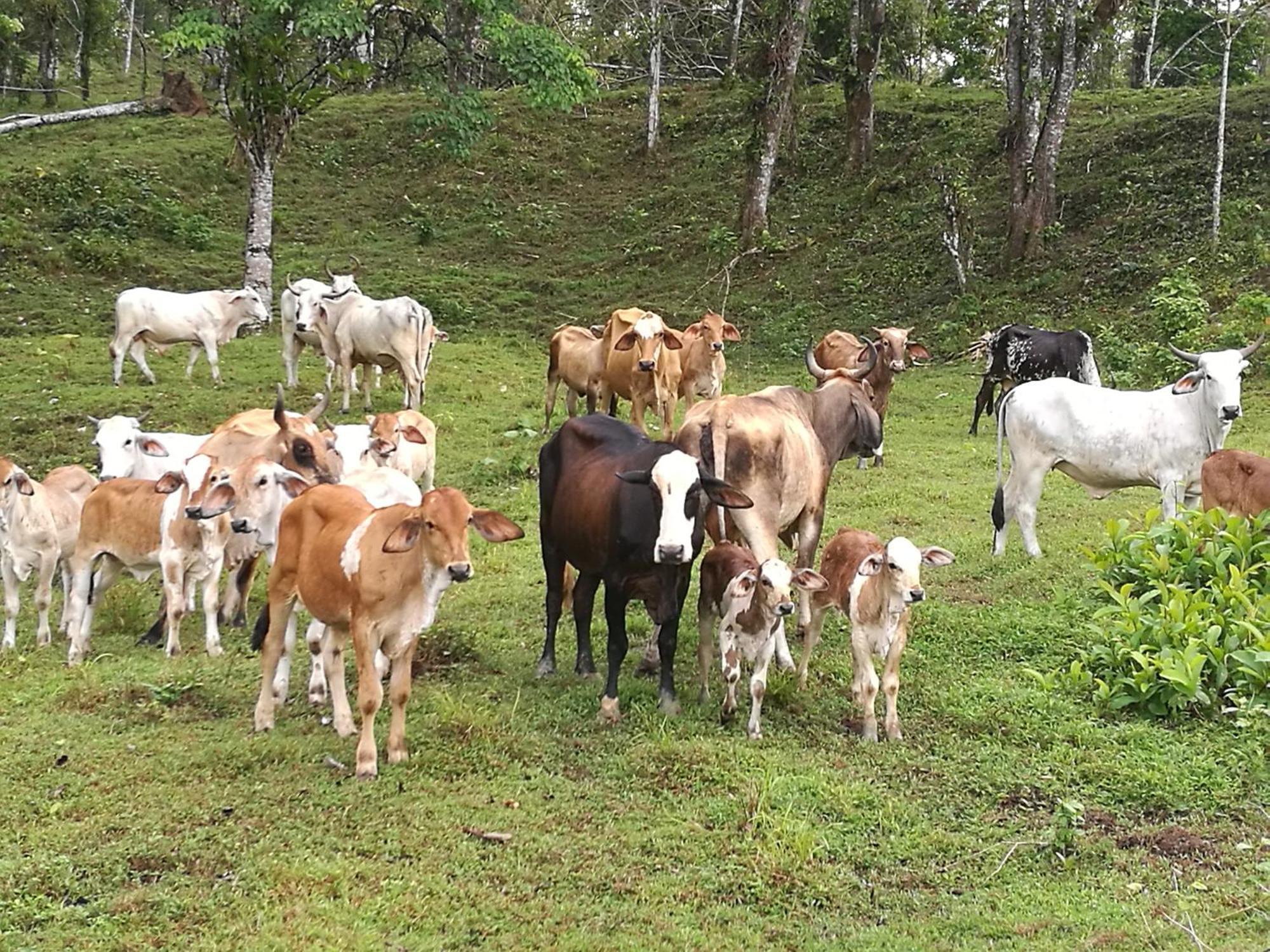 Vocare Finca Agroecologica Upala エクステリア 写真