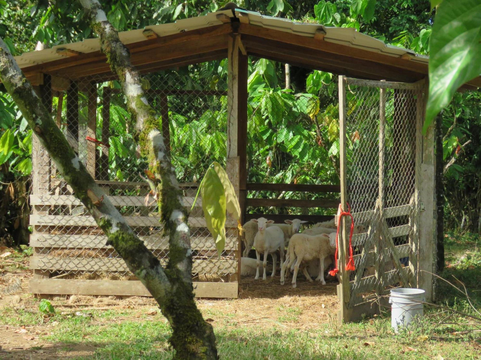 Vocare Finca Agroecologica Upala エクステリア 写真