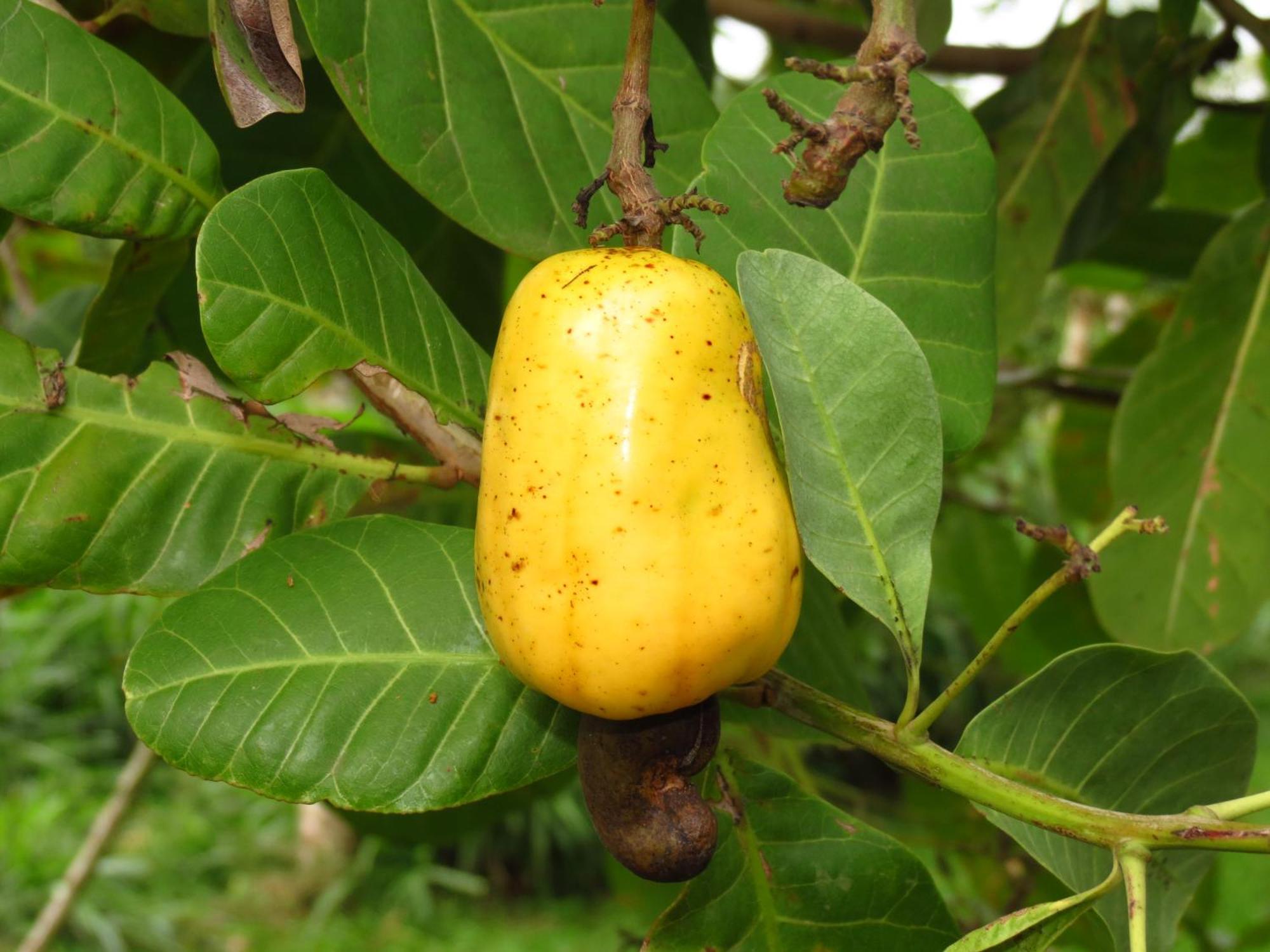 Vocare Finca Agroecologica Upala エクステリア 写真