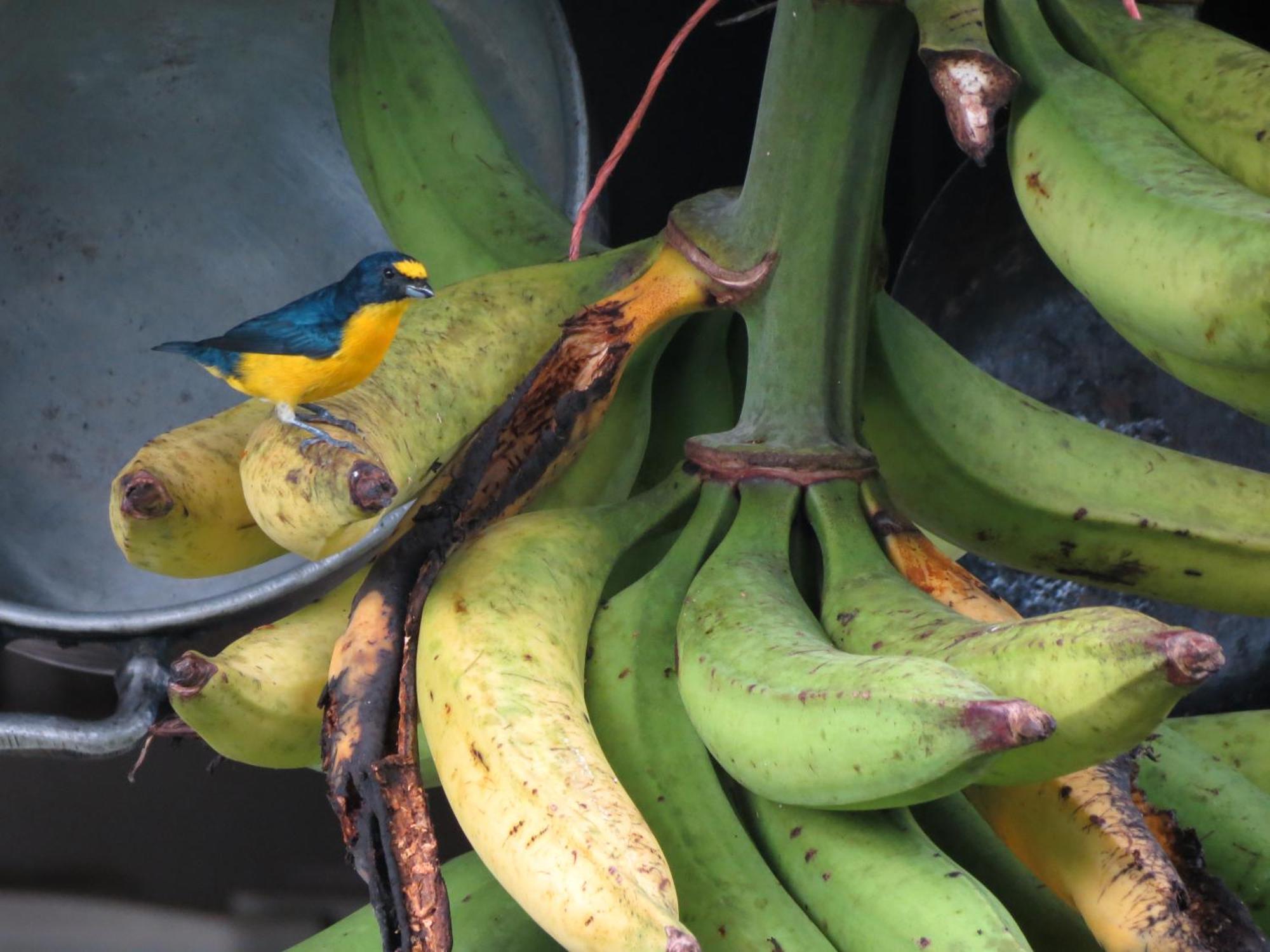 Vocare Finca Agroecologica Upala エクステリア 写真